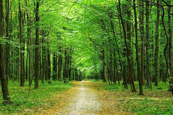 Soundwalk at Bradley Woods Reservation-Cleveland Metroparks
