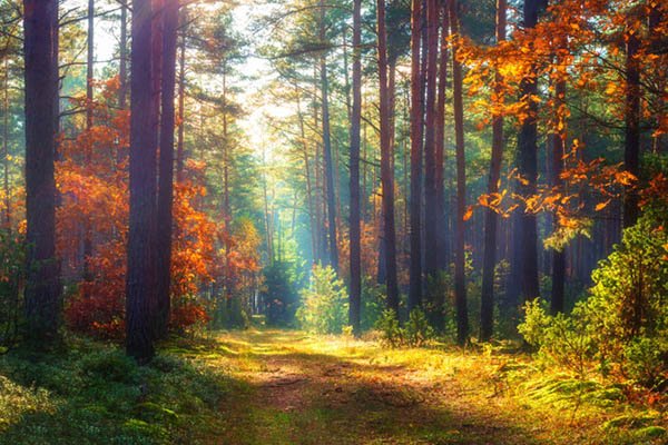 Autum's Arrival: Tuesdays at Red Fox Meadows Natural Area