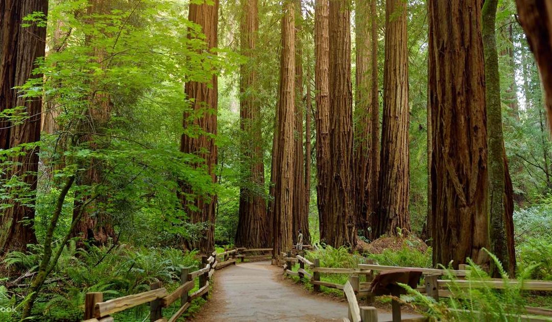 Forest Bathing Around the World