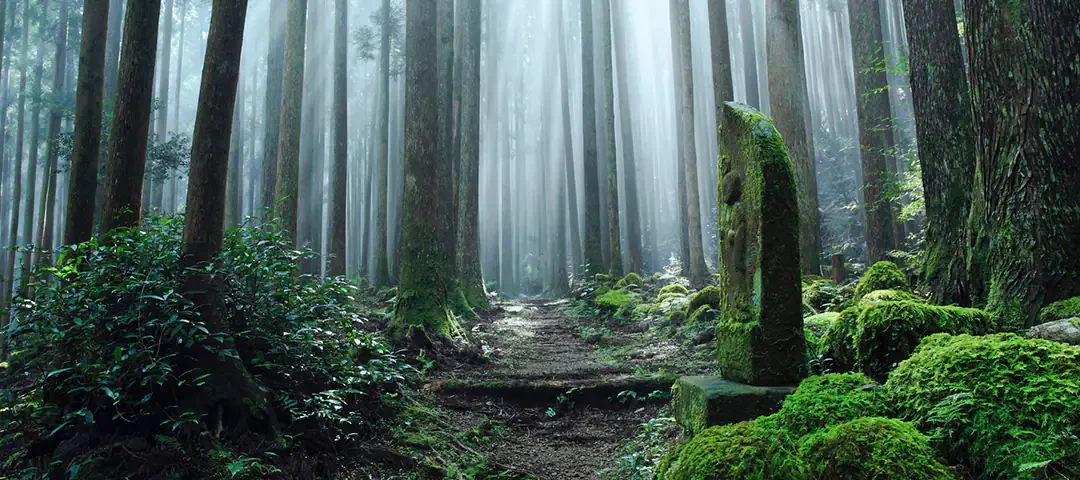 Trekking Japan’s Kumano Kodo: A 5-Day Adventure