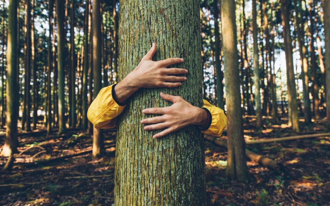 Conduct a Forest Bathing Walk on Your Next Vacation