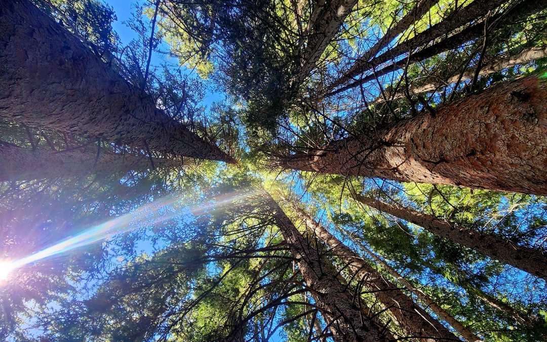 What is Forest Bathing?
