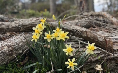 Spring awakens hope and renewal post-Hurricane Helene