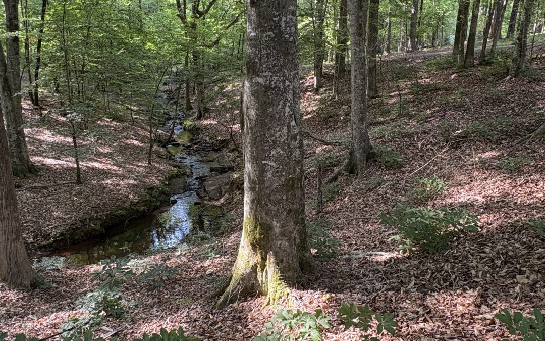 Finding Connection with Forest Bathing