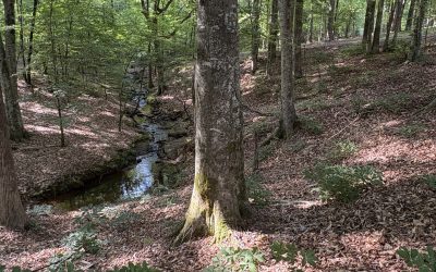 Finding Connection with Forest Bathing