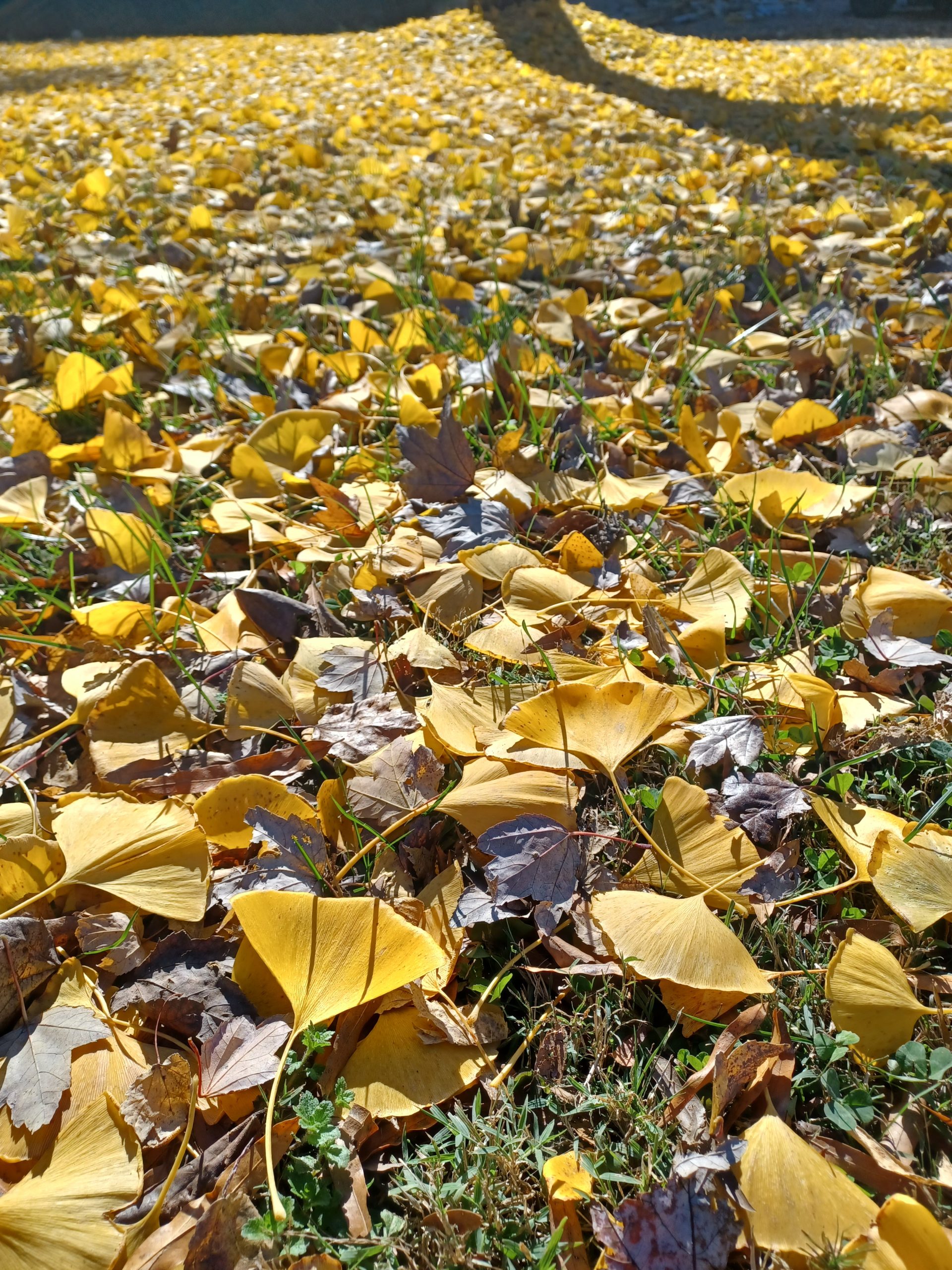 Community Forest Rest and Relaxation Walks - Remotely guided - Eastern Time Zone