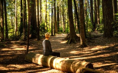 Do I Need a Guide for Forest Bathing?
