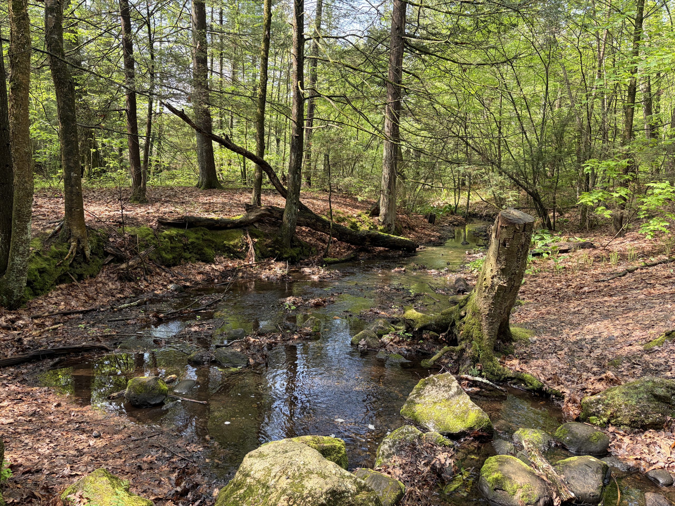 Stanley Park Wildlife Sanctuary