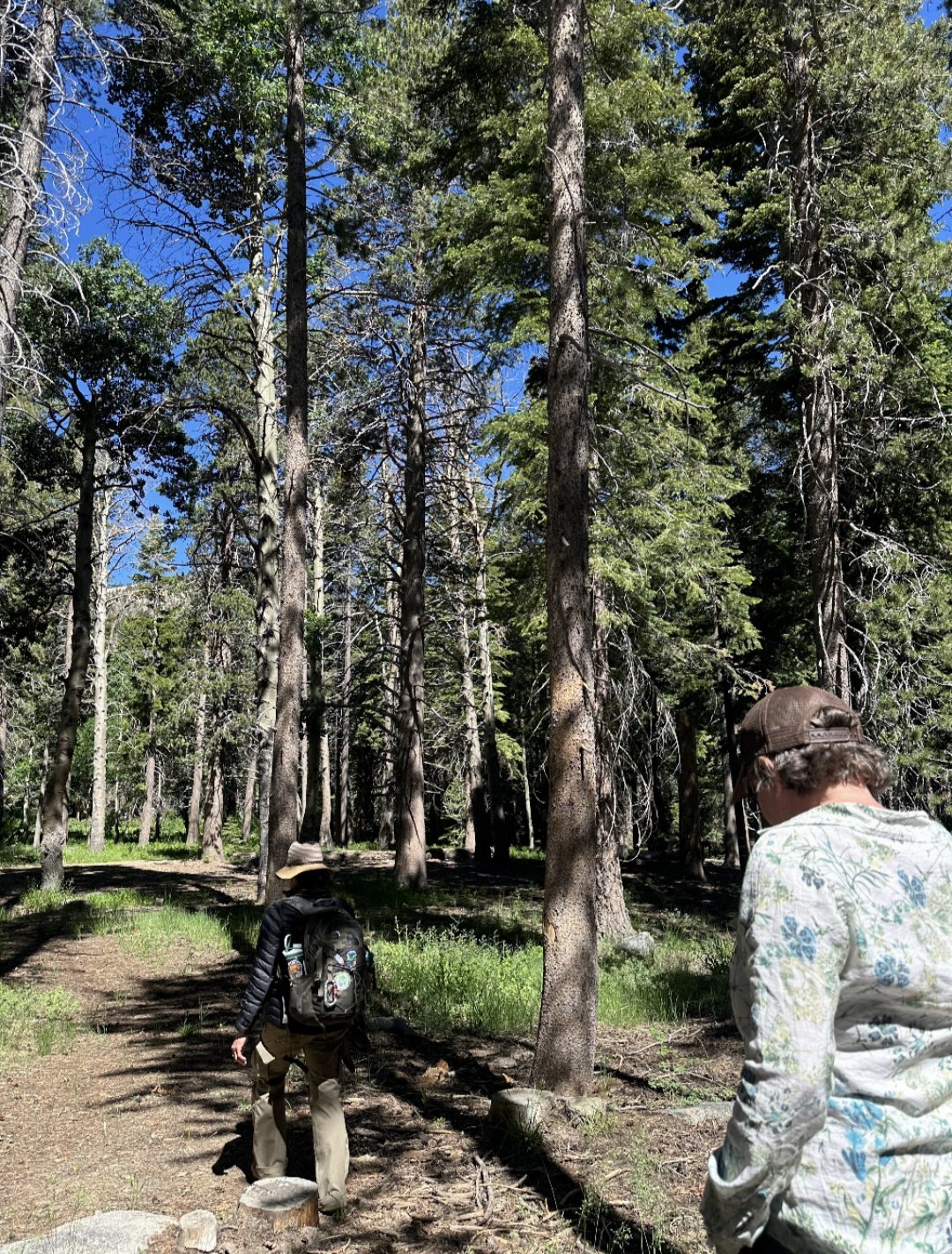 Forest Bathing walk and Sound Bath