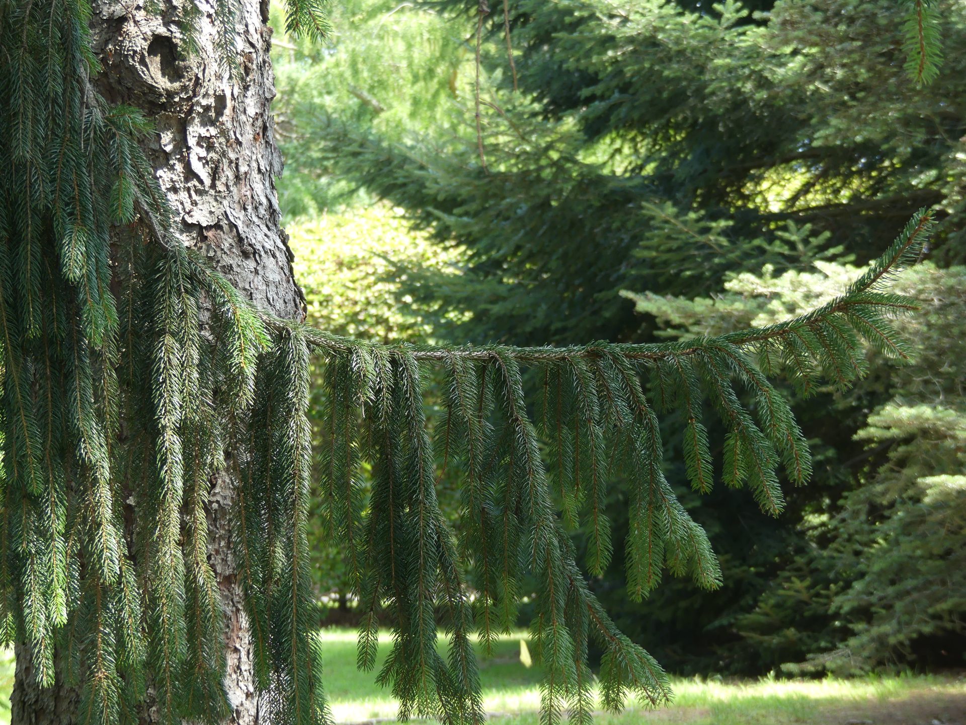 Bayard Cutting Arboretum