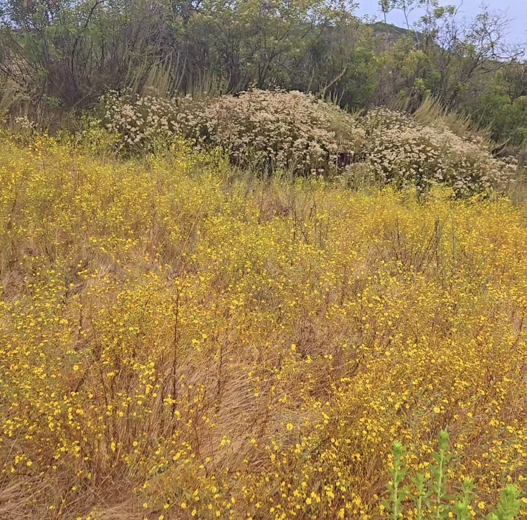 Nature Mediation walk