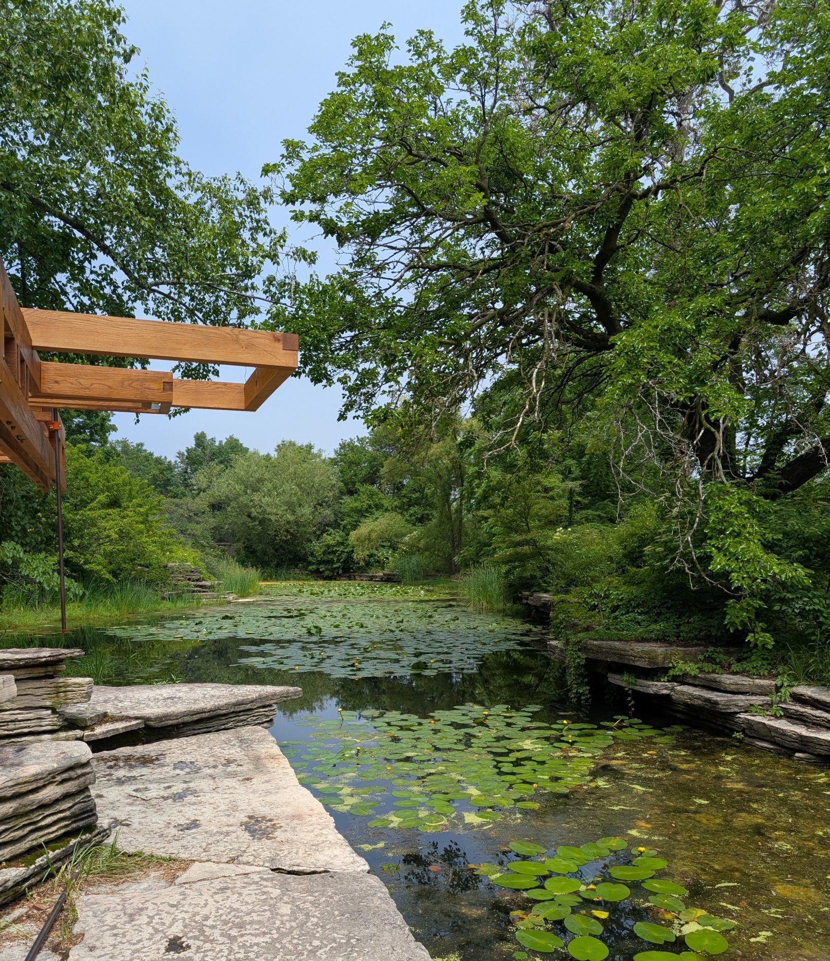 One-Hour Forest Bathing Walk, Alfred Caldwell Lily Pool