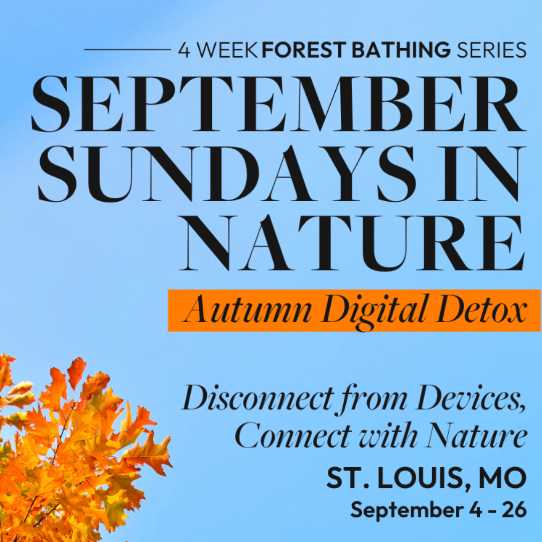 September Sundays in Nature Digital Detox + Forest Bathing Series
