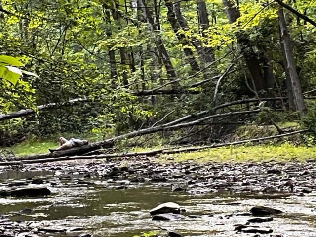 Crouse Run Nature Reserve