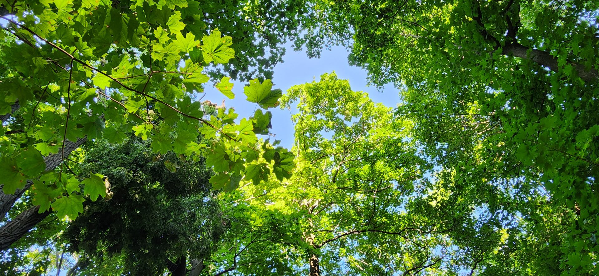 Forest Bathing and Sound Walk in Forest Park