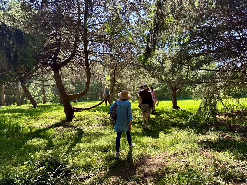 Autumn Afternoon Retreat: Forest Bathing, Stories, and Tea at Potomac Overlook Regional Park (Arlington, VA)