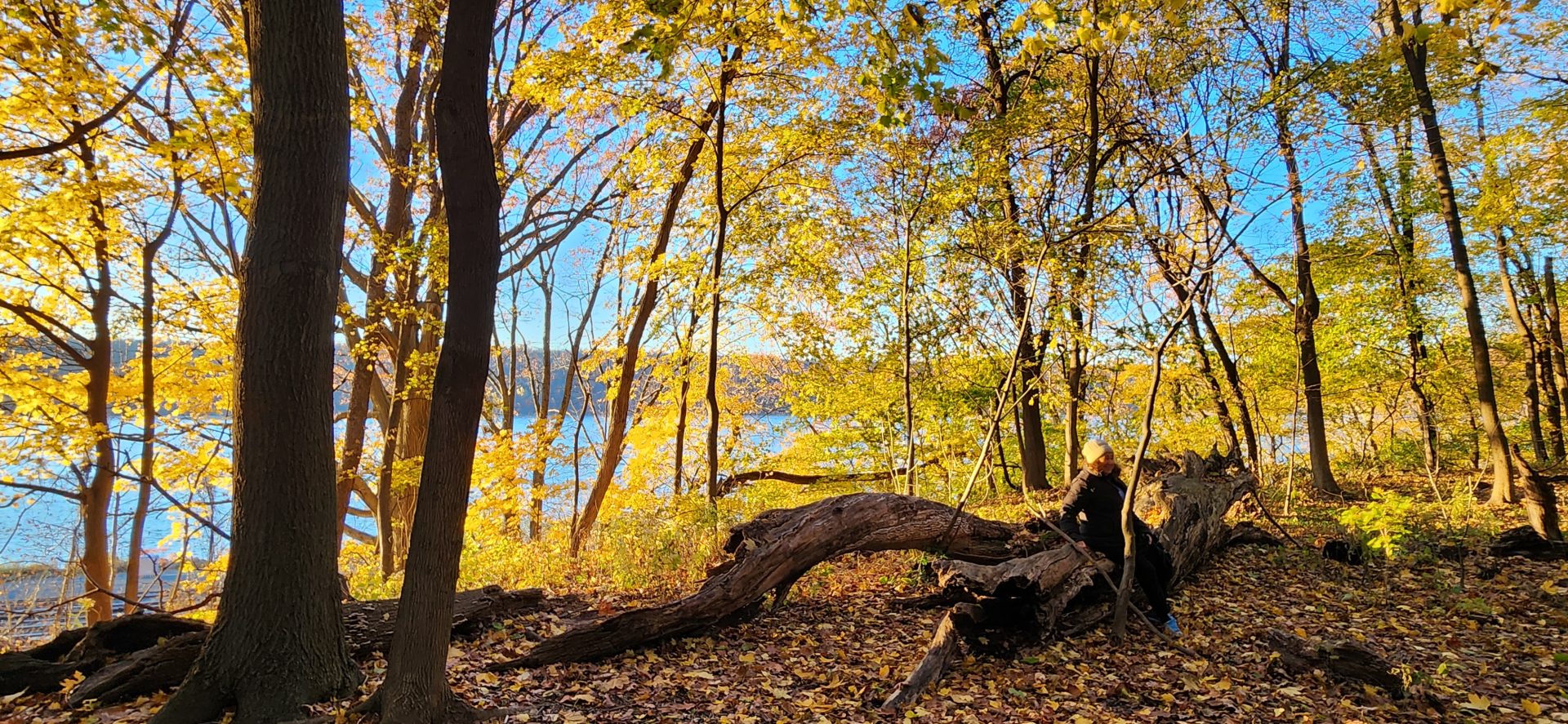 Peak Fall Foliage Forest Bathing Walk in Riverdale Park