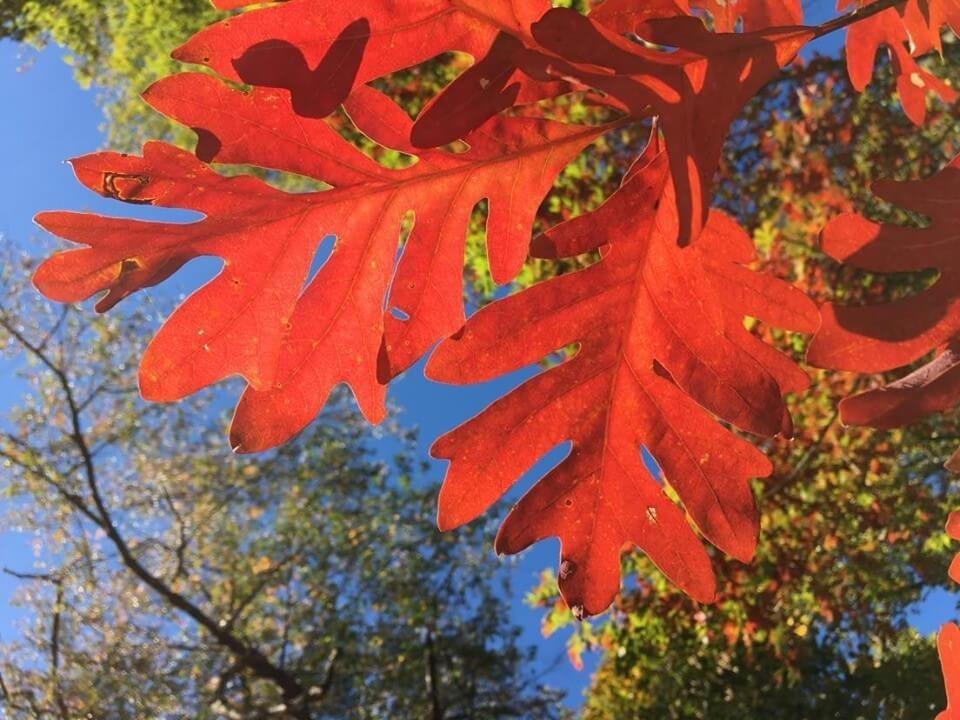 Nature Therapy: A Fall Morning's Peace at Meadowlark Botanical Gardens (Vienna, VA)
