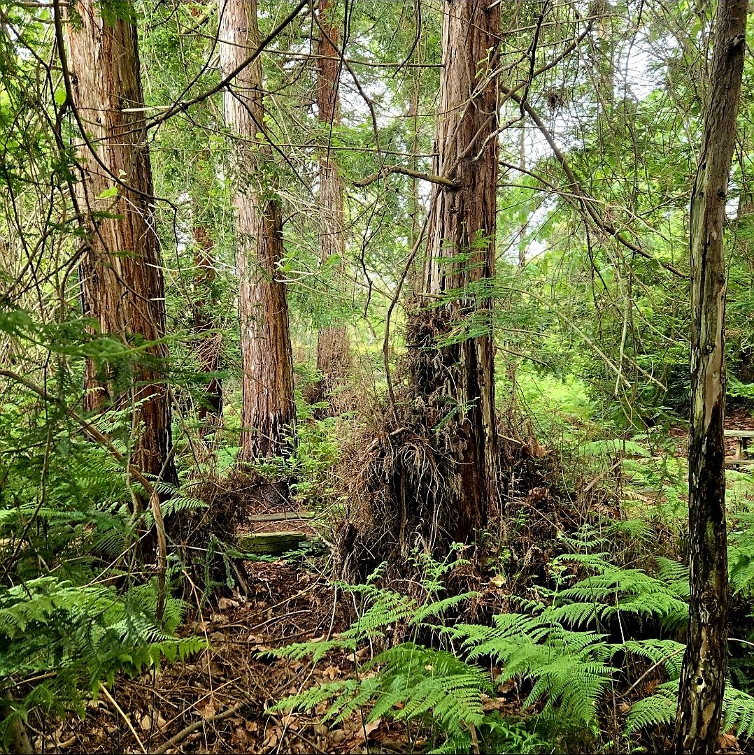 Forest Bathing Walk